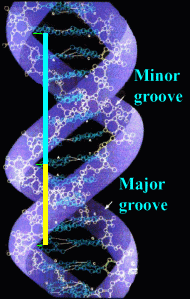 B-DNA major and minor grooves in phi or golden ratio proportion