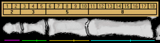 Your finger demonstrates the Fibonacci series of 2, 3, 5, 8