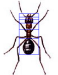 Golden ratio in body of an ant