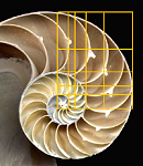 Golden ratio in Nautilus shell
