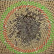 Fibonacci spirals in a sunflower seed