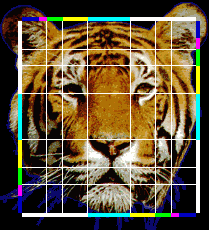 Phi, golden ratio or Divine proportions in a tiger's face