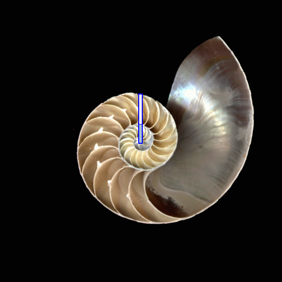 Nautilus shell showing Golden Ratio proportions