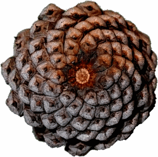 pine cone Fibonacci spirals