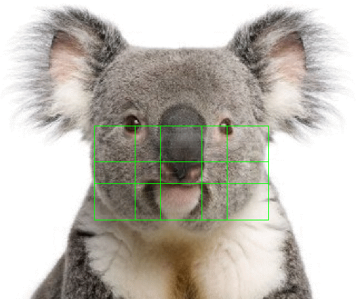 Koala bear golden ratio