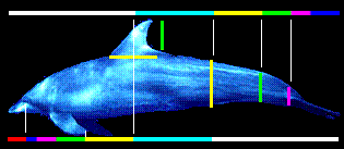 Phi, golden ratio or Divine proportions in a Dolphin