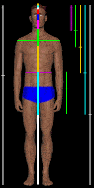 Human body showing the Divine proportion, phi or golden ratio throughout its dimensions