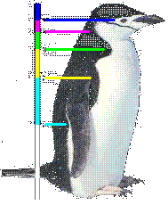 Phi, golden ratio or Divine droportions in a Penguin