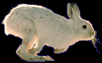 Rabbit, the populations of which were the basis for the study by Leonardo Fibonacci, discoverer of the Fibonacci series