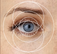 Human eye showing golden ratio proportions