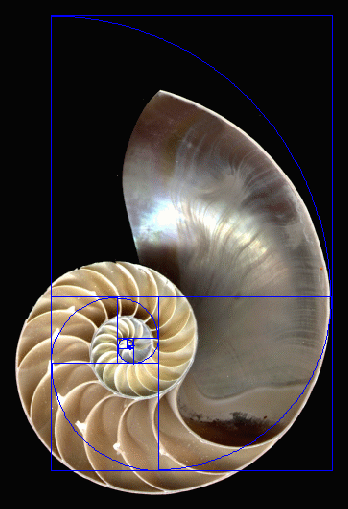 The Original/™ Fibonacci Spiral-Uhr