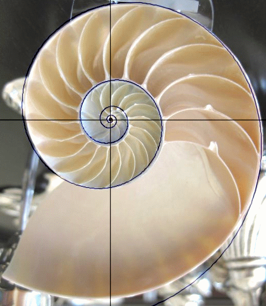The Nautilus Shell Spiral As A Golden Spiral