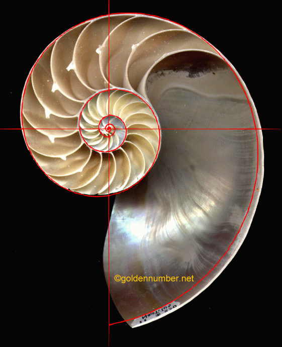 The Nautilus Shell Spiral As A Golden Spiral