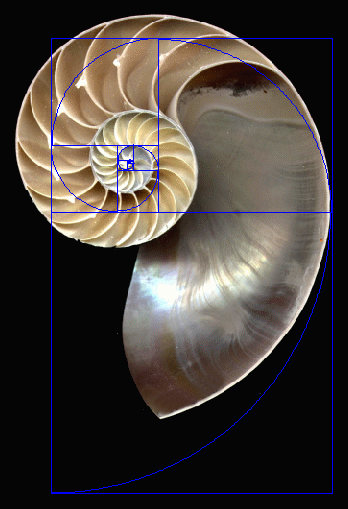 The Nautilus Shell Spiral As A Golden Spiral