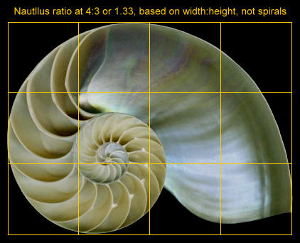 The Nautilus Shell Spiral As A Golden Spiral