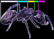 ant body showing golden proportions