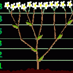 plant showing Fibonacci branching