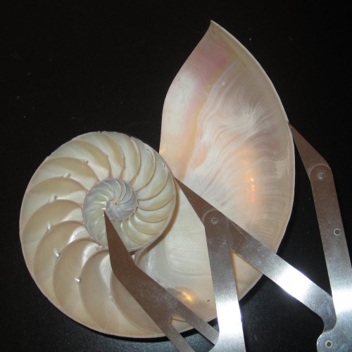 The Nautilus Shell Spiral As A Golden Spiral