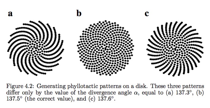 phyllotaxis golden angle variations