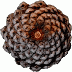 pine-cone