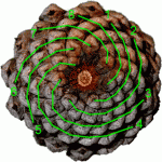 pine-cone-8-spirals