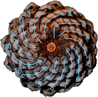 pine-cone-13-spirals