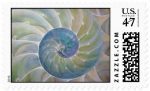 zazzle-08-nautilus-shell